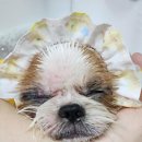 헤어멍펫살롱 | "미용 전 컨디션 체크 필수" 천안 펫살롱K - 스트레스 없는 목욕 &amp; 미용 성지