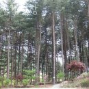 가평황토민박 | 가평캠핑장 푸른숲캠핑장 분위기