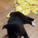 시커먼스 이미지