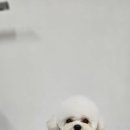 퍼피짱 대도점 이미지