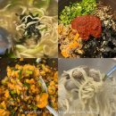 본토비빔밥 | 인천/영흥도 맛집 본토칼국수 내돈내산 후기 @바지락칼국수, 꼬막산채비빔밥