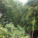 제주돌집 민박 이미지