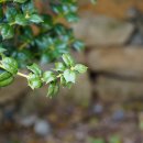 호랑가시나무 Ilex cornuta Lindl. &amp; Paxton 이미지