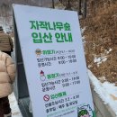 하얀자작나무