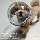 로댕 펫 살롱 이미지