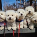 나무애견유치원 이미지