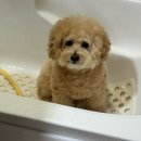 댕이요 펫택시 | 2025년 11월 일상 - 1