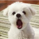 역삼-1275 | [밈초로그] 축복의 날이었다(1/6-1/12)