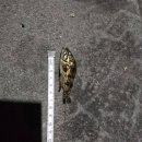 연안할머니 | [제주도 탑동 낚시] 제주도 제주외항, 제주항(연안), 탑동 원투낚시 후기 4탄(feat, 쏠종개 쏘임)