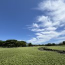 조천읍 와흘메밀마을 이미지