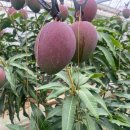 토러스농장 이미지