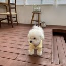 카페AVEC 이미지