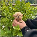 데일리독 | 의정부소형견 집에데리고 온 리얼후기, [데일리독 의정부점] 정말 만족했어요!