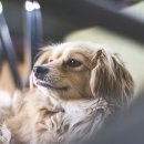 24시루시드동물메디컬센터 이미지