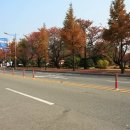 완암로 Daum카페