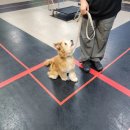 하울 애견 유치원 이미지