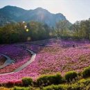 불암산철쭉동산 철쭉축제 꽃 개화 상황 노원구 가볼만한곳 이미지