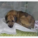 온빛동물병원 이미지