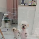동글하개 이미지