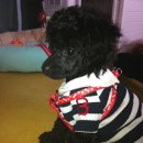 까망이PC 이미지