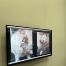 더클래스동물메디컬센터 | 동물병원] 24시 더클래스 동물 메디컬센터 급성 녹내장 진료 후기(feat. 말티즈 녹내장, 분당 24시 동물...