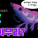■■■케이무라(ケイムラ) ; UV 형광보라색화 이미지
