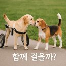 행복한세상 | 우리 함께 걸을까? 모든 반려동물이 행복한 세상을 꿈꾸며...