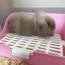 토린세스 이미지