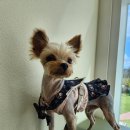 마레동물병원 | 김땅콩 종합검진 및 스켈링