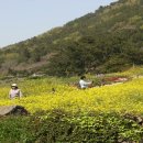청산 Daum카페