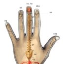 손바닥의 혈자리와 지압 이미지