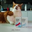 몽이냥이 | 고양이 신부전 영양제 야옹섬 그레이코트 투병 8년 차 냥이 집사의 솔직한 후기