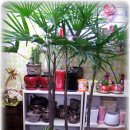 파동약국 이미지