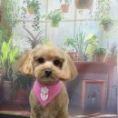 울알라애견미용 이미지