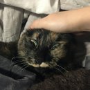 언니도그 이미지