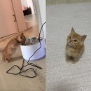 고양이세수 이미지