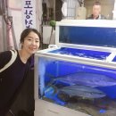 어풍수산 | 제주도 서귀포 매일올레시장 올레수산회센터 고등어회 참돔회 포장 가격