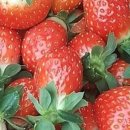 더드림농장 이미지