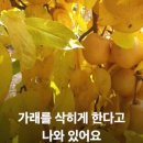 돌배황토 이미지