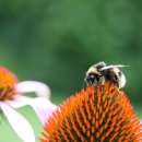 노래 부르는 영어 이미지