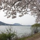 물왕호수 벚꽃 이미지