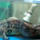 부원식당 이미지