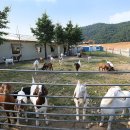 자연애캠핑장 이미지