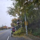 공단로가로수 이미지