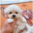 대구강아지분양 퍼피얌 이미지