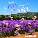 영천강변공원 공중화장실(2) | 보랏빛으로 물든 영천생태지구공원 — 영천 가볼 만한 곳, 보라 유채꽃밭