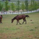 초원대중 이미지