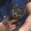 대구고양이분양 도레미캣 이미지