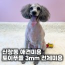 까망이 | 신창동 애견미용 토이푸들 까망이 3mm 전체미용 첫 방문 후기