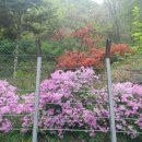 강원도산림개발연구원 집다리골자연휴양림 이미지